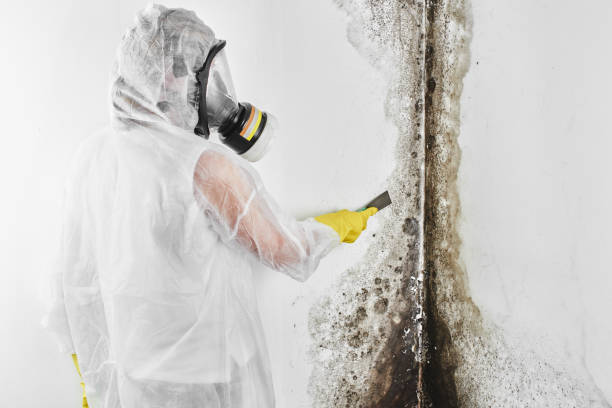 Best Affordable Mold Removal  in Santa Cruz, CA