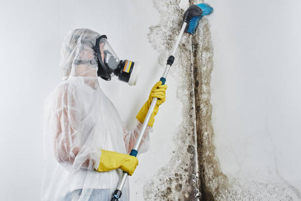 Best Best Mold Removal Companies  in Santa Cruz, CA