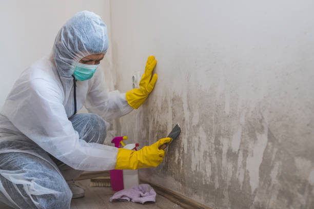 Santa Cruz, CA Mold Removal Company