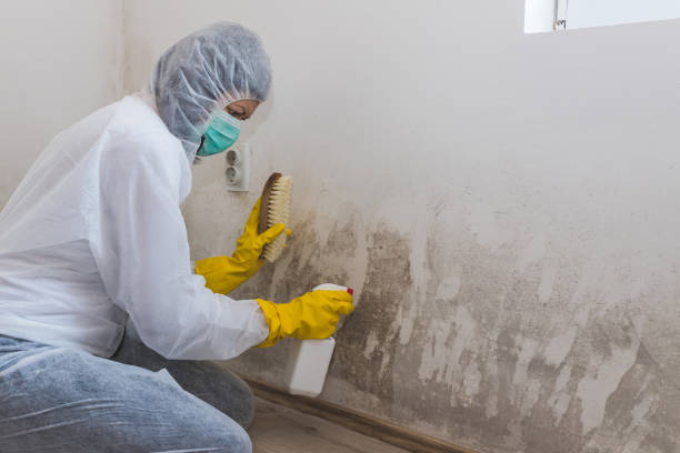 Best Black Mold Removal  in Santa Cruz, CA