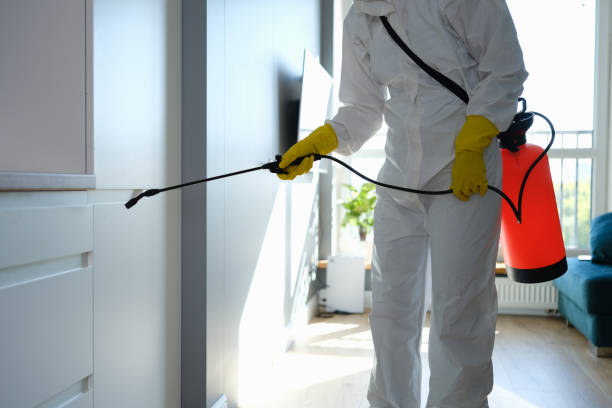 Best Mold Removal Near Me  in Santa Cruz, CA