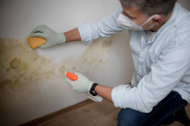 Best Attic Mold Removal  in Santa Cruz, CA