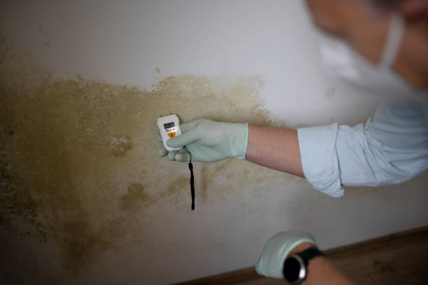 Best Mold Removal and Inspection  in Santa Cruz, CA