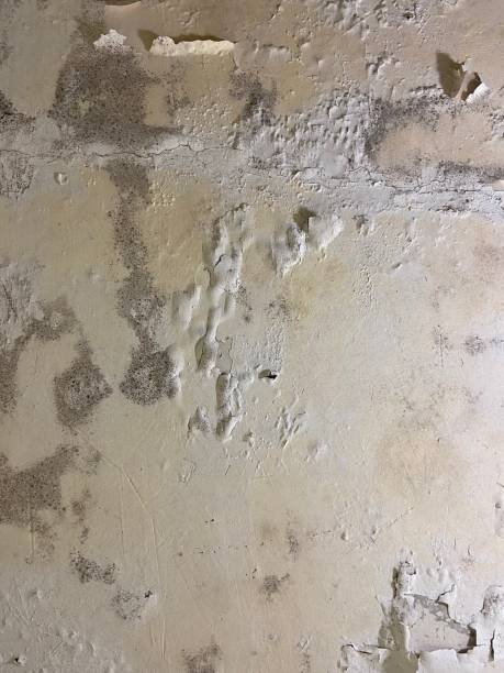 Best Home Mold Removal  in Santa Cruz, CA