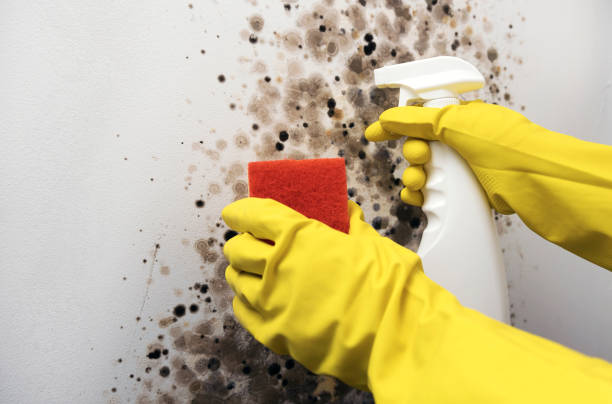 Mold Removal and Inspection in Santa Cruz, CA