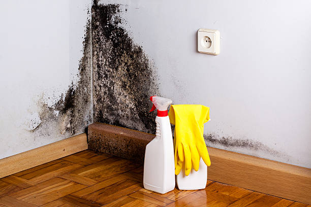 Best Toxic Mold Removal  in Santa Cruz, CA