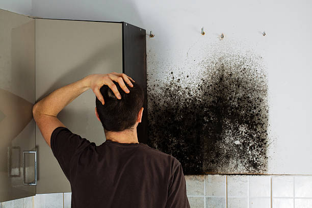 Mold Testing and Removal in Santa Cruz, CA