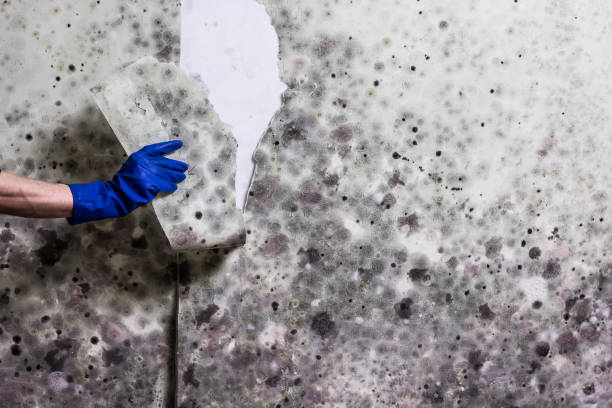 Best Professional Mold Removal  in Santa Cruz, CA