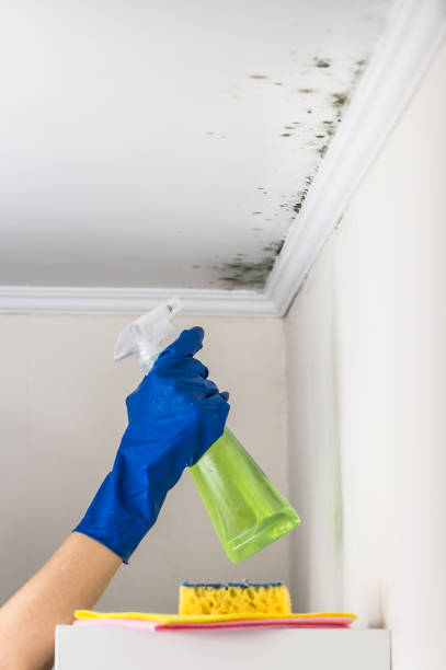 Best Mold Removal Company Near Me  in Santa Cruz, CA