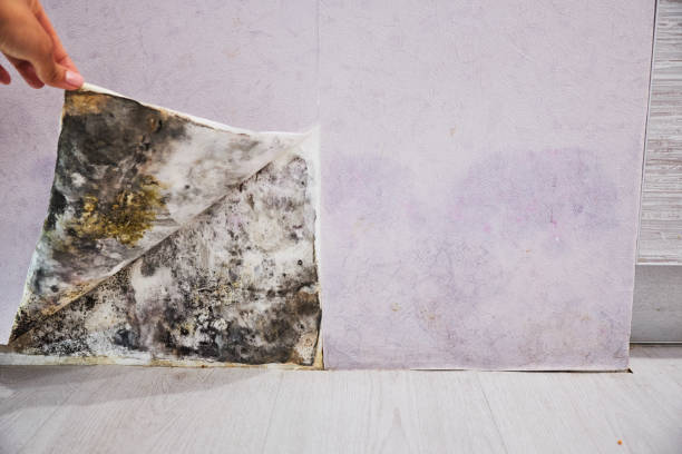 Best Mold Removal Company Near Me  in Santa Cruz, CA